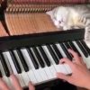 【海外の反応】演奏中のピアノのなかで眠るニャンコ