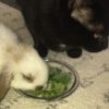 【海外の反応】友達のウサギのためにレタスを食べるふりをする猫