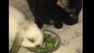 【海外の反応】友達のウサギのためにレタスを食べるふりをする猫