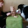 【海外の反応】驚くほど知的な犬による、驚くほど知的な遊び！