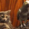 【海外の反応】鳥の嫌がらせにぶちぎれそうになる猫