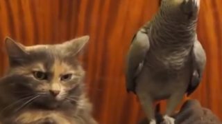 【海外の反応】鳥の嫌がらせにぶちぎれそうになる猫