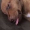 【海外の反応】ピーナツバターで目覚める子犬