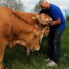【海外の反応】隣人から牛の世話を頼まれたデイブさん、牛のあまりの可愛さに頼まれた以上の仕事をこなす