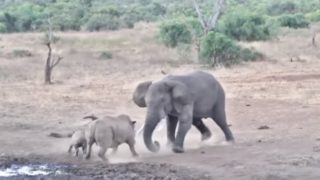 【海外の反応】恐怖!!サイの親子を踏みつぶそうとする怒れるアフリカゾウ