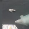 【海外の反応】ノルウェーの海でカモメと無邪気に遊ぶシロイルカは、ロシア海軍の元スパイだった…