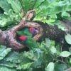 【海外の反応】発見！ジャングルの中の「小鳥専用」天然露天風呂
