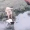 沼に落ちて瀕死の子牛を助ける2匹のワンコ