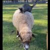 羊で“ふみふみする”ニャンコ