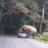 タイの山岳道路で野生のインド象にボディスラムされるトヨタ車