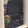 職場の空気を読む「オフィス犬」