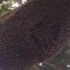 【海外の反応】見事な集団行動で敵を威嚇するミツバチ