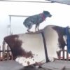 【海外の反応】「噛みすぎても、噛まなくてもダメ」牛のスペシャリスト・牧牛犬