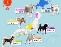 海外の反応 日本犬マップを見た海外の反応 きゃっつあんど